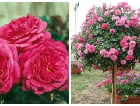 Мечтаете украсить свой сад «королевой цветов»? Тогда вам – в интернет-магазин nimfa73.ru.